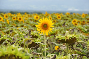 Sonnenblumenfeld